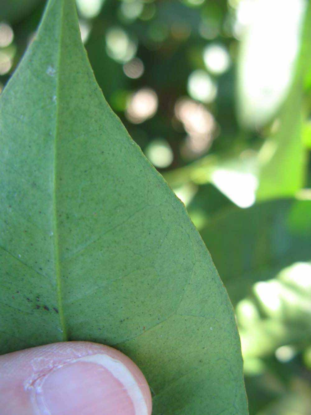              Margin (Winter Haven, FL)       